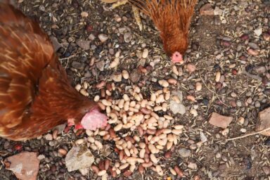 chickens eating cooked beans