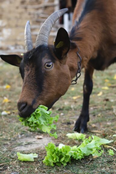 goat eating kale