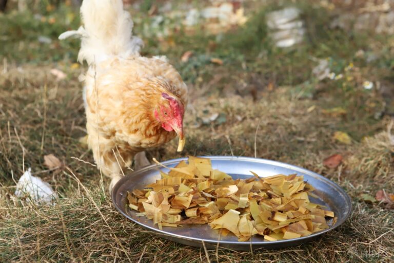 hen trying some corn husks