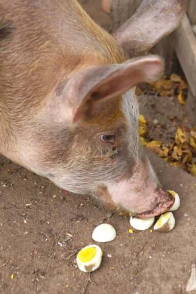 pig eating hard boiled eggs