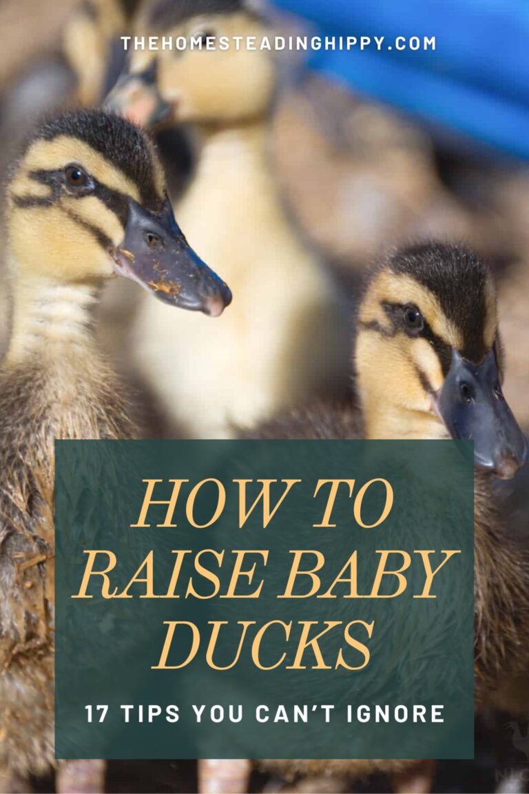 raising baby ducks pin