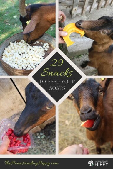 snacks for goats pin image