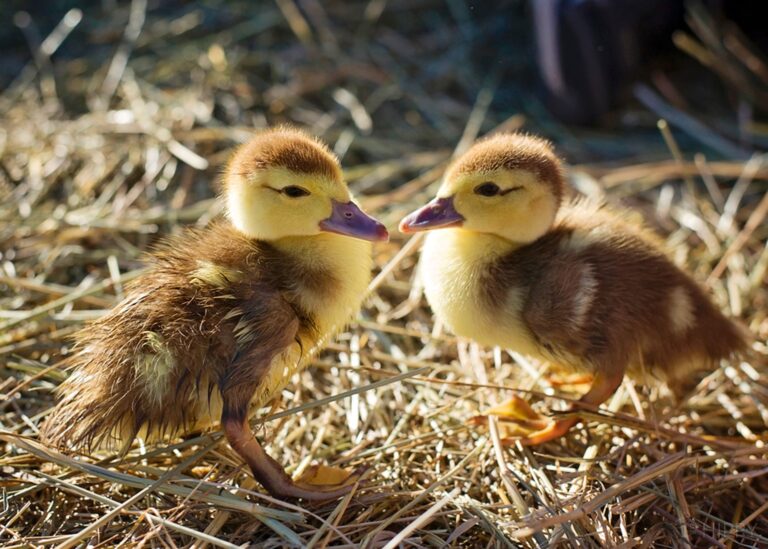 two chocolate Muscovy ducklings