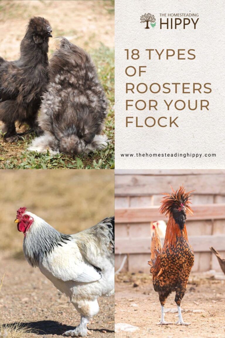 backyard rooster breeds pin