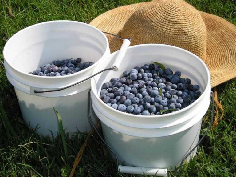 blueberries in buckets next to straw hat