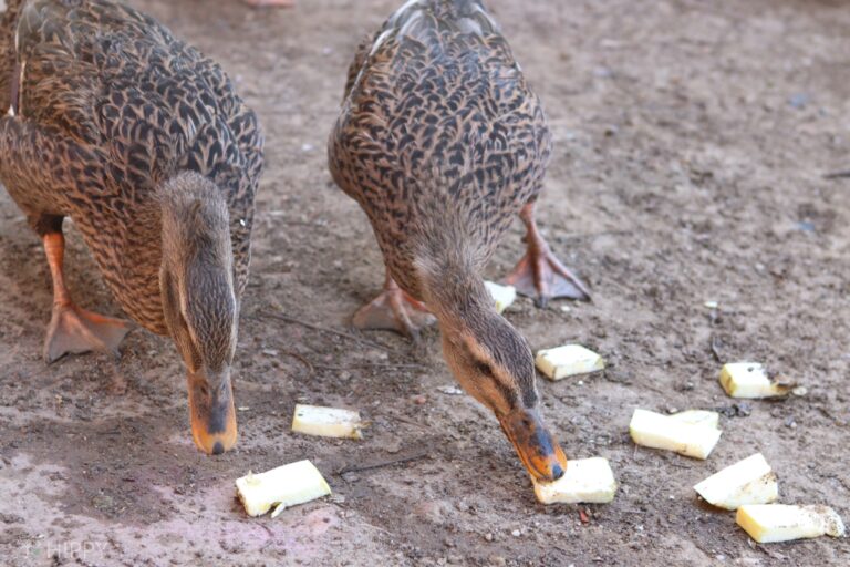 ducks eating diced zucchini