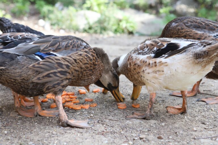 ducks eating sliced carrot