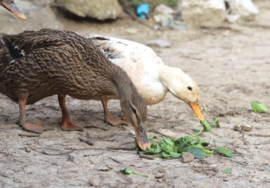 two ducks eating spinach leaves