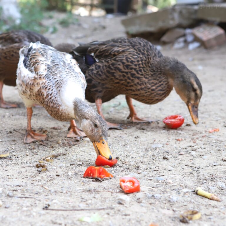 ducks enjoying fresh tomatoes