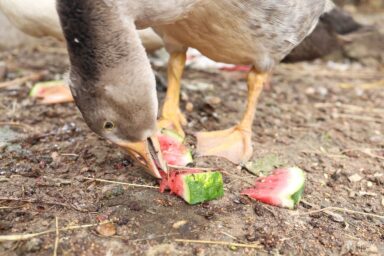 goose eating watermelon