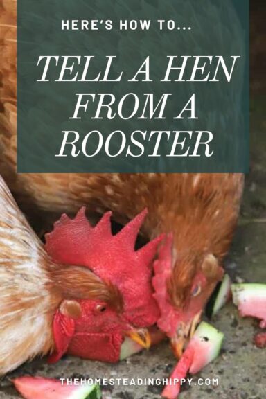 hens vs. roosters