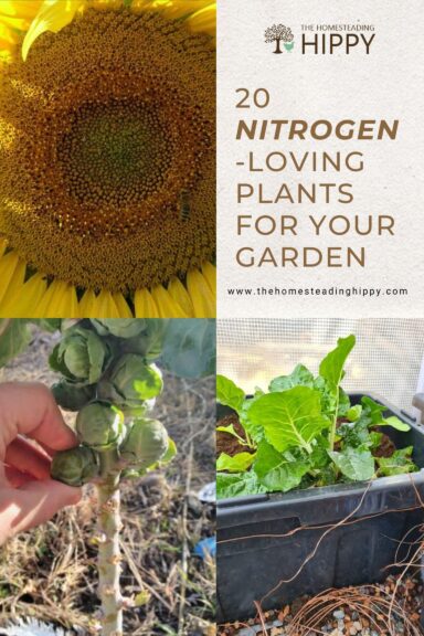 nitrogen garden plants pin image