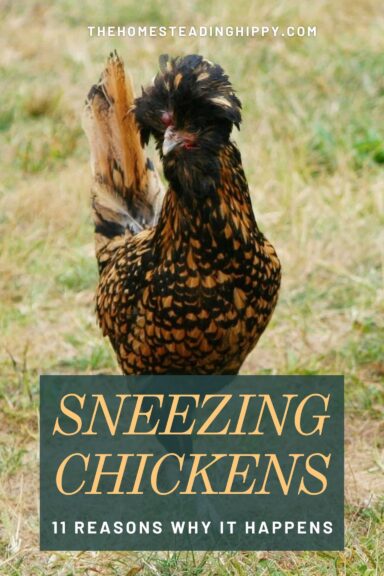 sneezing chickens Pinterest image