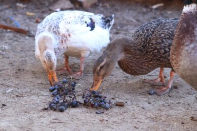 two ducks eating grapes