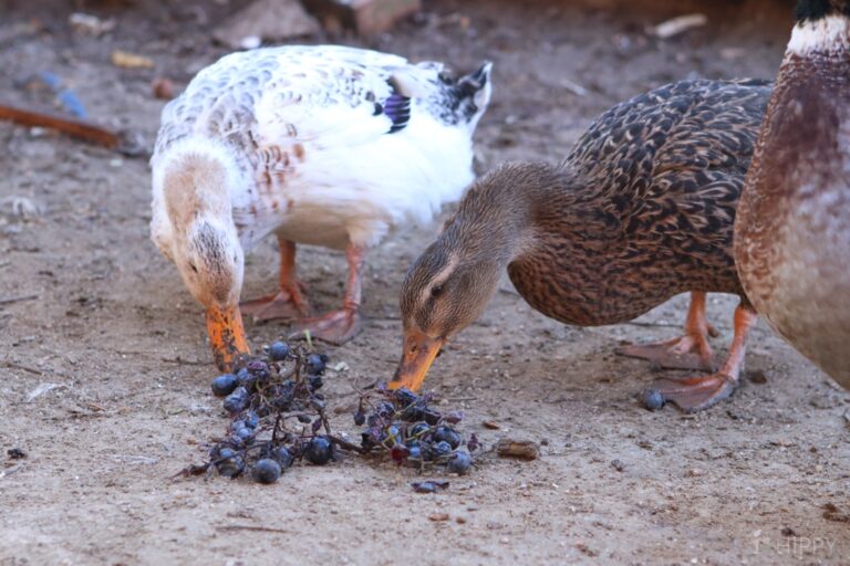 two duck eating grapes
