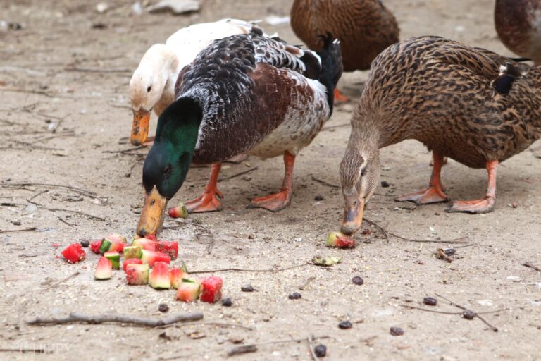 two ducks eating watermelon