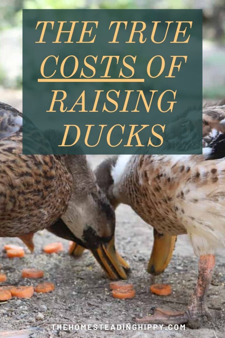 costs of raising ducks pin image