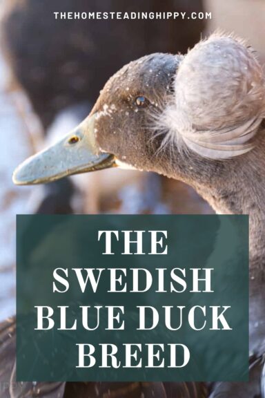 Swedish blue duck-pin image