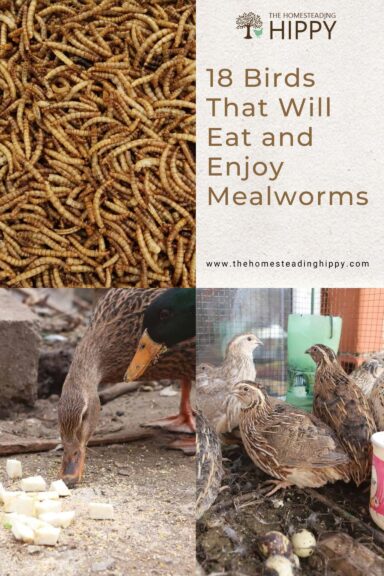 birds eating mealworms pin image