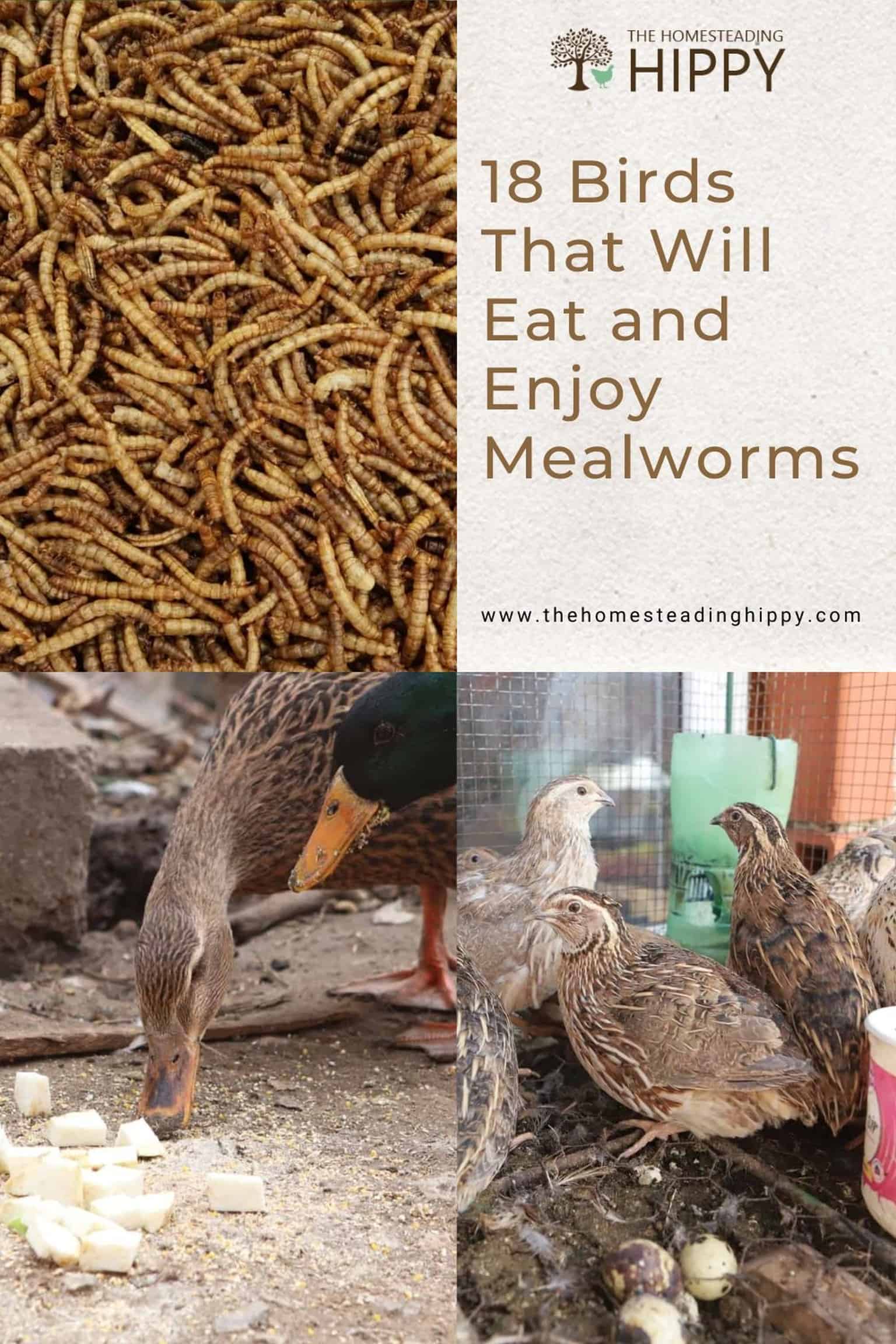 Do Pigeons Eat Mealworms? – Do Birds Eat Mealworms and How to Attract ...