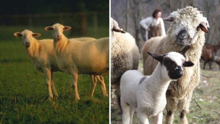 hair vs. wool sheep collage