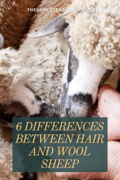 hair vs. wool sheep pin