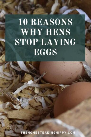 hens stop laying pin image