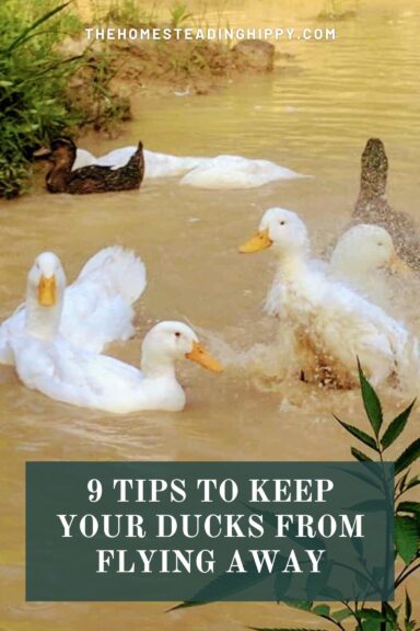 keeping ducks from flying pin image