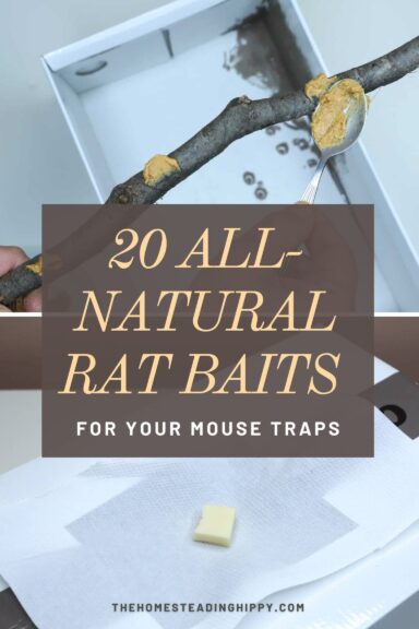 mouse baits pin