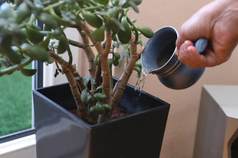 watering indoor jade plant (Crassula ovata)