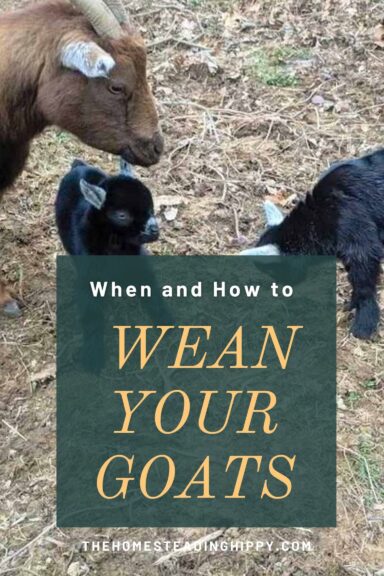 weaning goats pin image