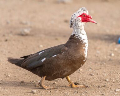 Chocolate and White Muscovy Drake