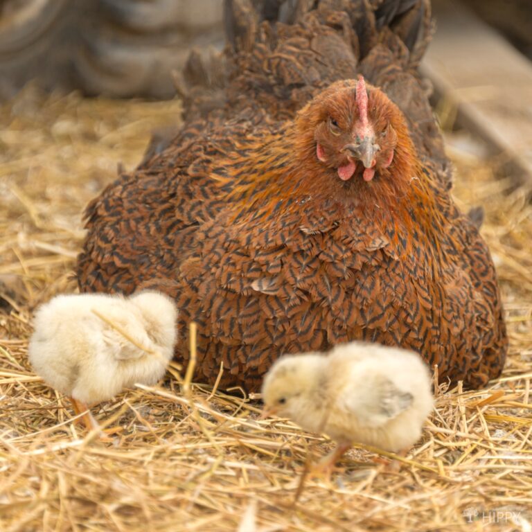 Partridge Rock hen with barnyard mix chicks
