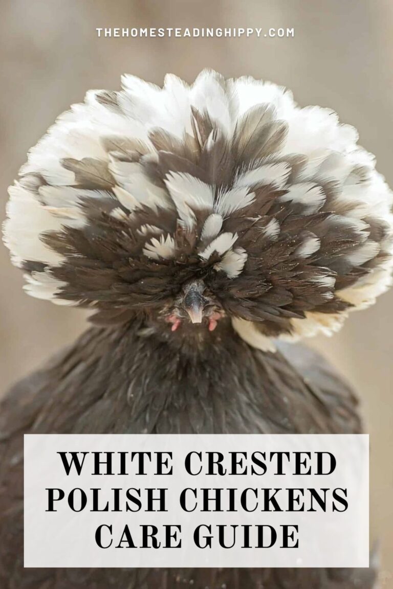 White Crested Polish Chickens pin image