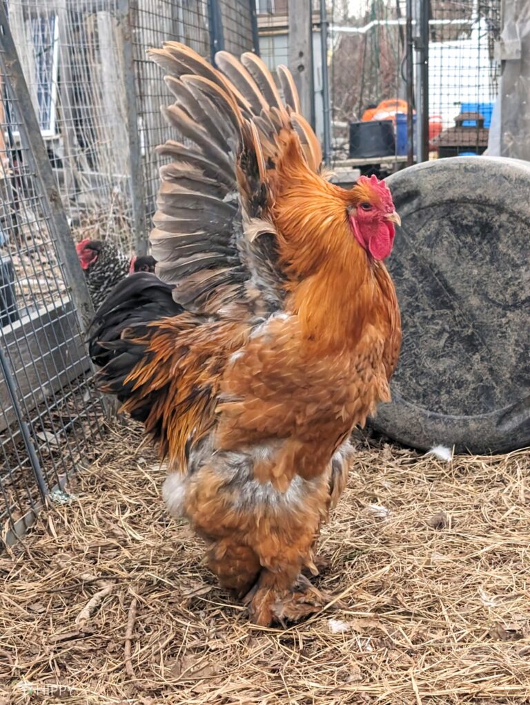 a Cochin Rooster