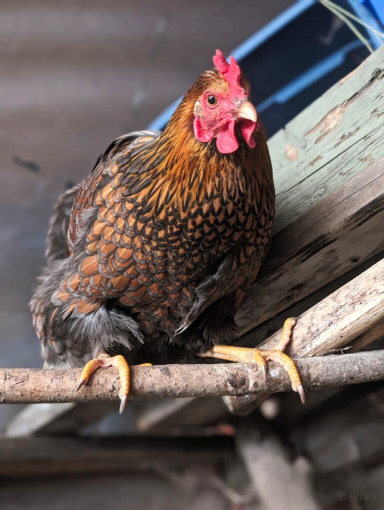 a red Wyandotte hen on roosting bar