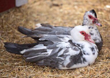 two blue and white Muscovy hens