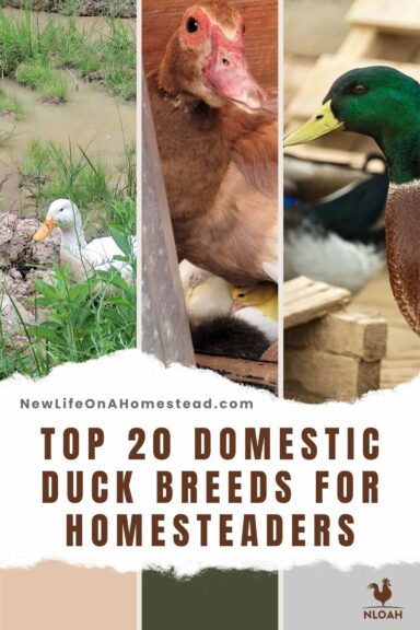 domestic duck breeds Pinterest image