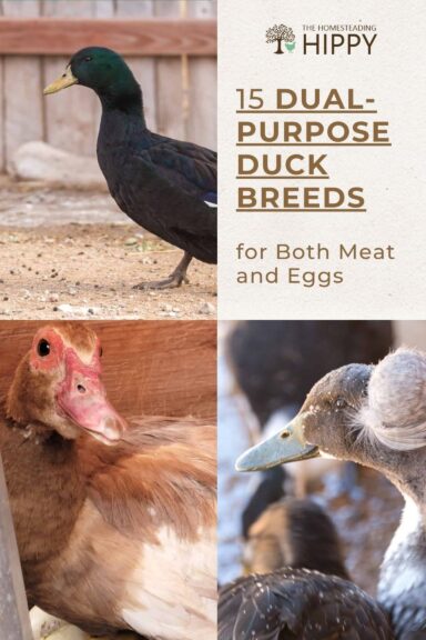 duck breeds pin image
