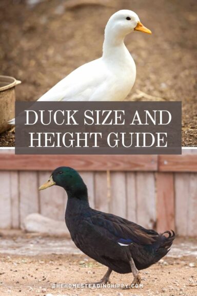 duck sizes pin