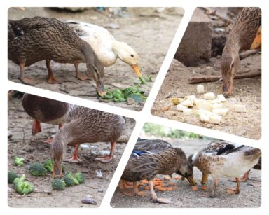 ducks eating treats collage