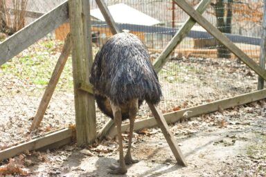 emu seen from the back