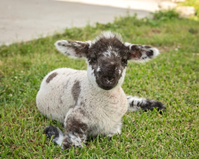 just a lamb