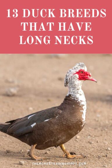 long neck duck breeds