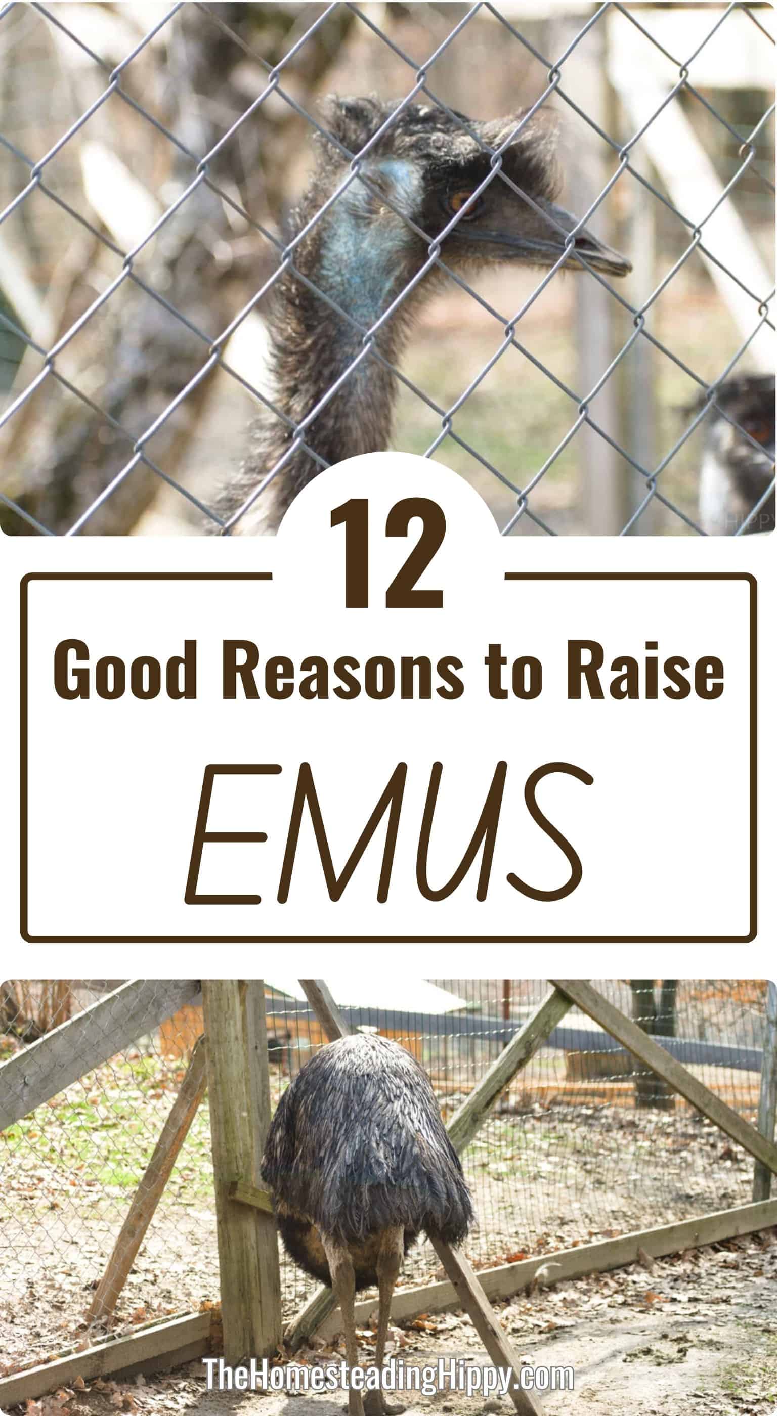 Why Should I Keep Emus? I’ve Got 12 Good Reasons