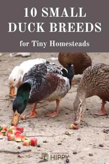 small duck breeds pin image