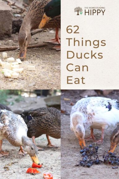 what ducks can eat pin image
