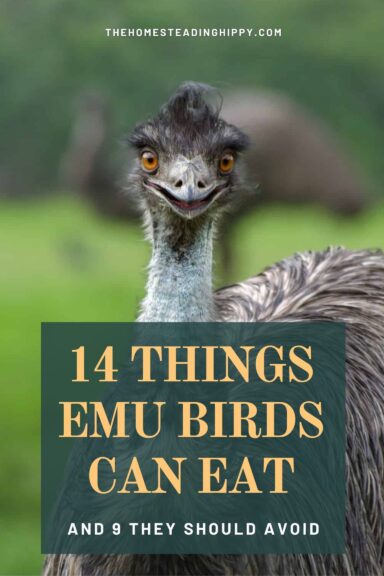 what emus can eat