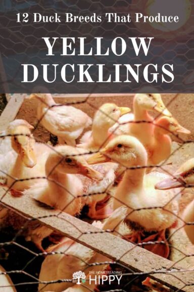 yellow ducking breeds pin image