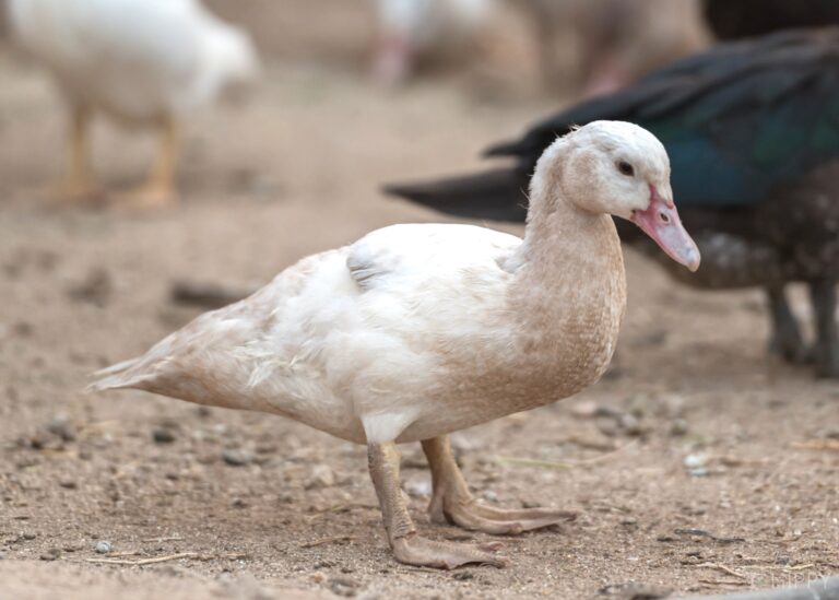 young cream Muscovy drake